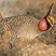 Lesser Prairie-Chicken